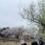 第4回桜フェスティバル