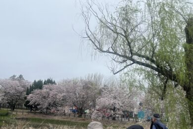 第4回桜フェスティバル